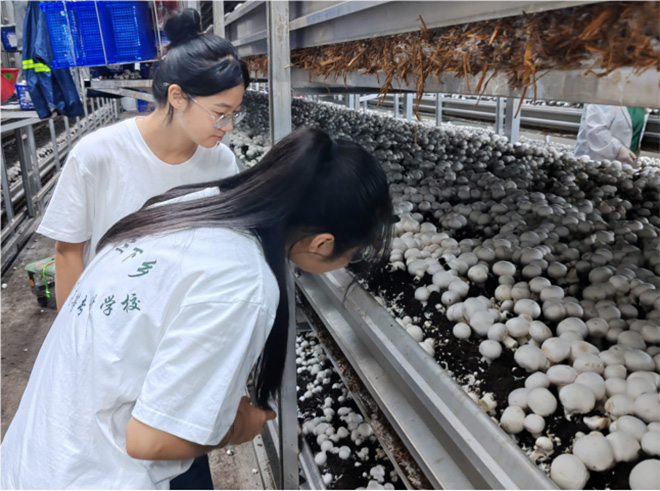  菌菇醫路行，助力鄉村興