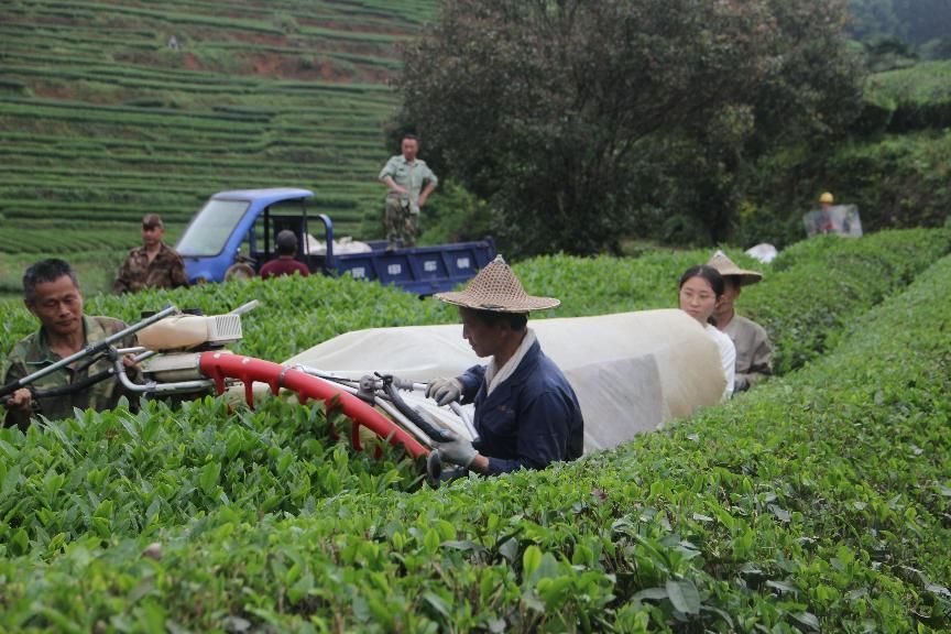 綠葉載史，茶香傳情 —— 嘉庚學院學子武夷山茶文化探索行