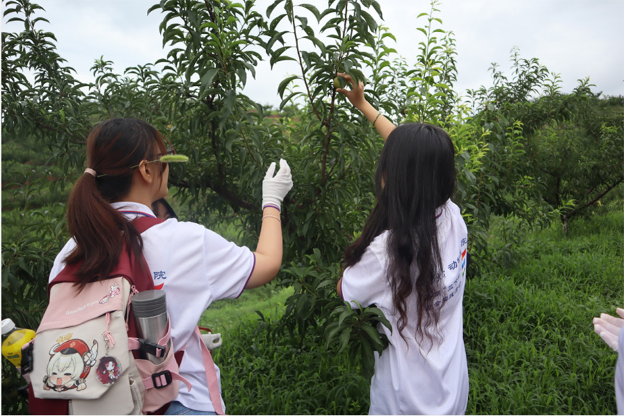 西南大學學子三下鄉：厚植愛農情懷，勇擔時代責任